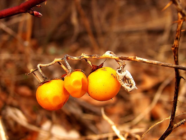 Solanum carolinense