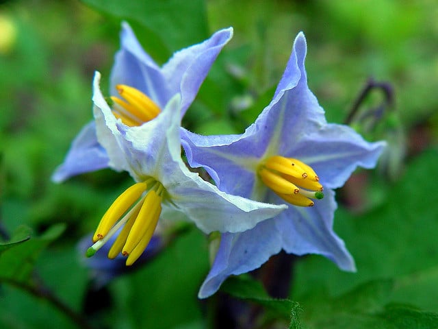 Solanum carolinense