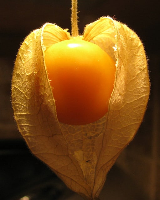 Solanum carolinense