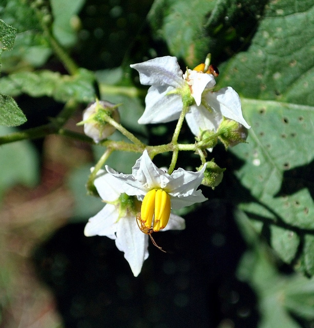Solanum carolinense