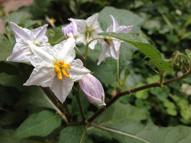 Solanum carolinense (Solanum carolinense)