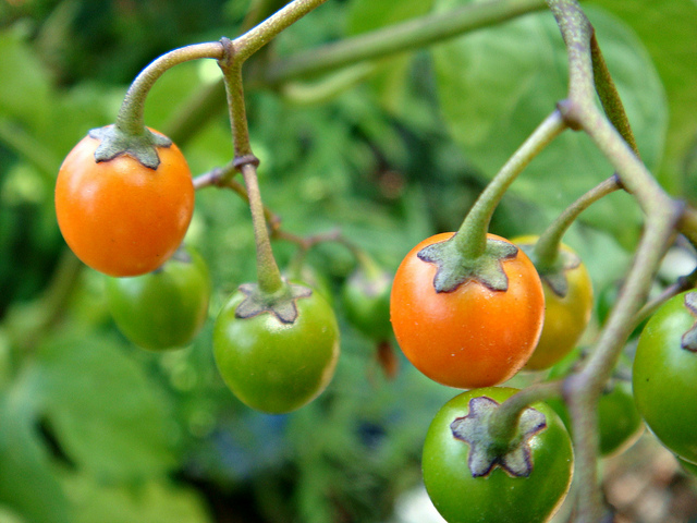 Douce-amère (Solanum dulcamara)