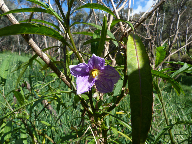 Pomme de kangourou