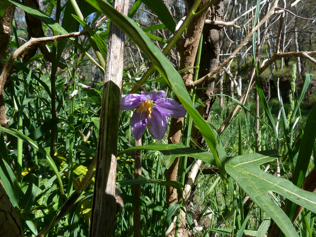 Pomme de kangourou