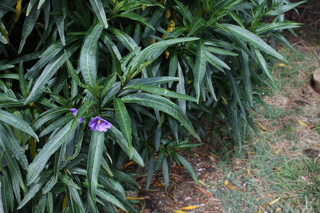 Pomme de kangourou