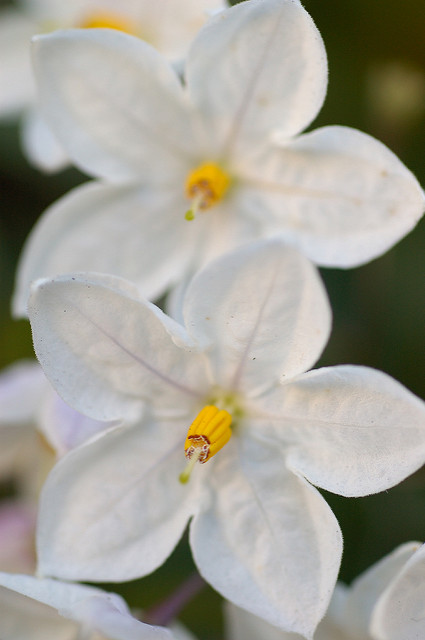 Morelle faux jasmin