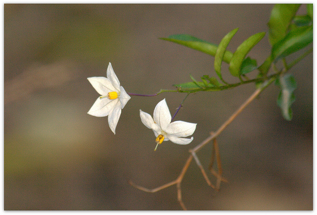 Morelle faux jasmin