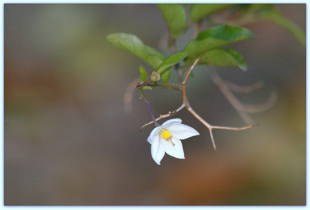 Morelle faux jasmin