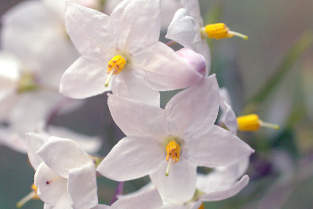 Morelle faux jasmin