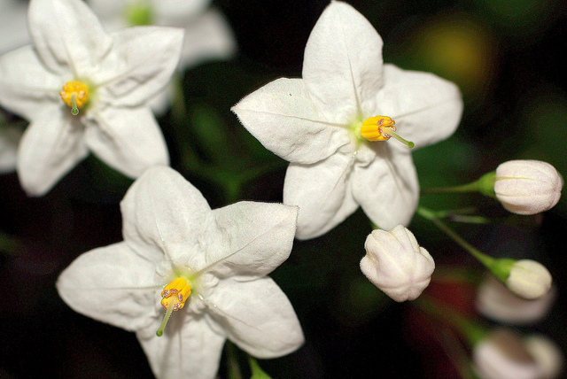 Morelle faux jasmin