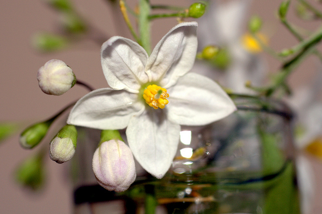 Morelle faux jasmin (Solanum laxum)