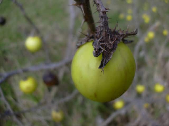 Morelle de linné