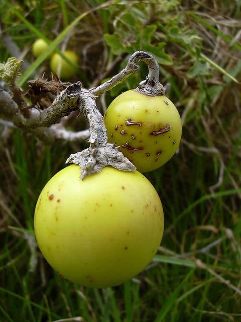 Morelle de linné