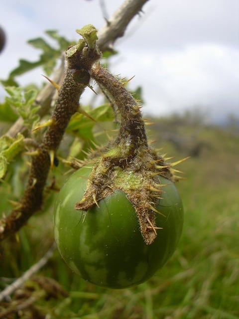 Morelle de linné