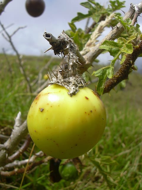 Morelle de linné