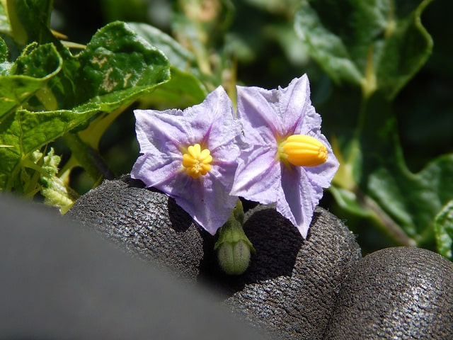 Morelle de linné (Solanum linnaeanum)