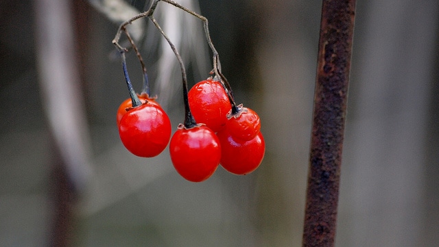 Solanum lyratum