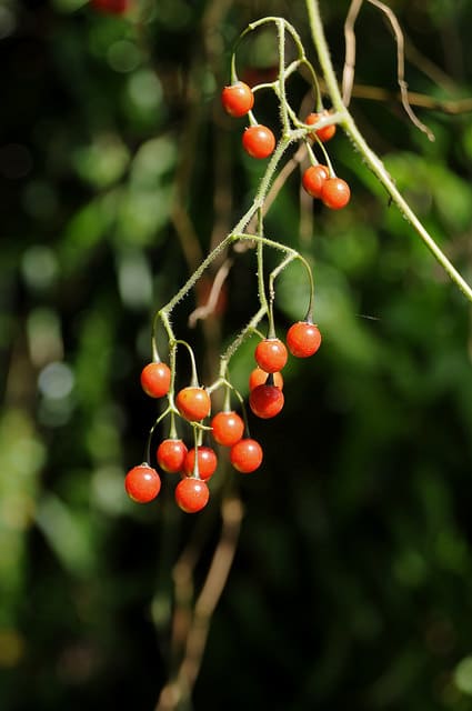 Solanum lyratum