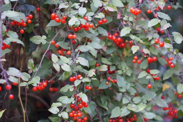 Solanum lyratum