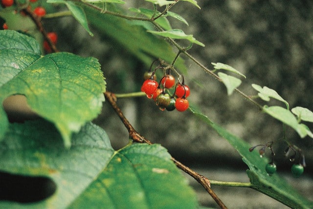 Solanum lyratum