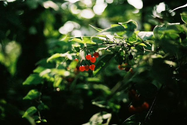 Solanum lyratum
