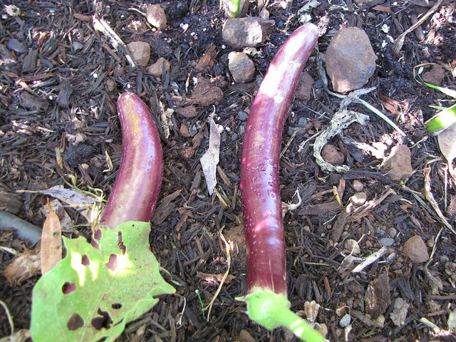 Aubergine