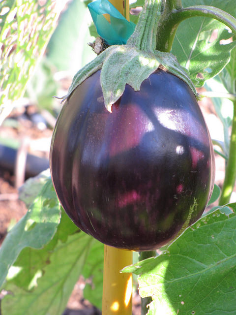 Aubergine