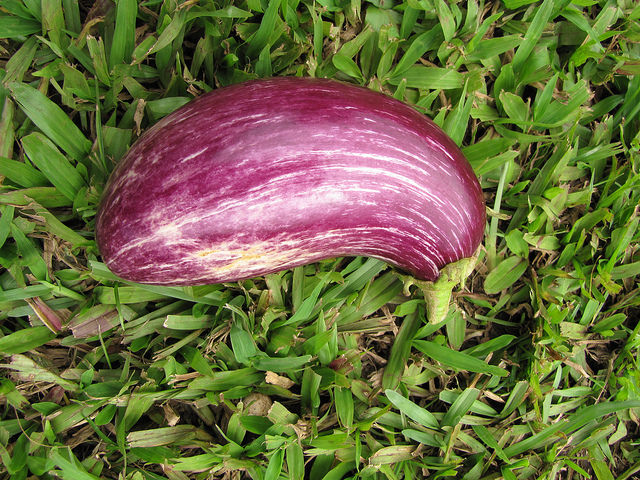 Aubergine