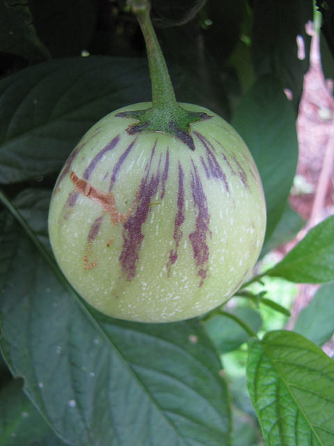 Pepino