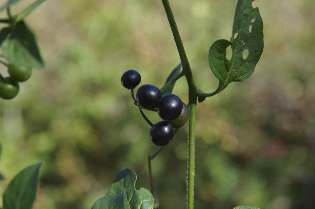 Morelle noire