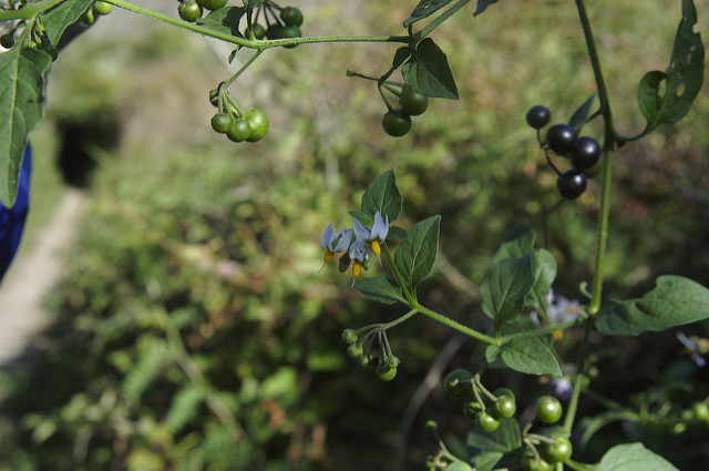 Morelle noire