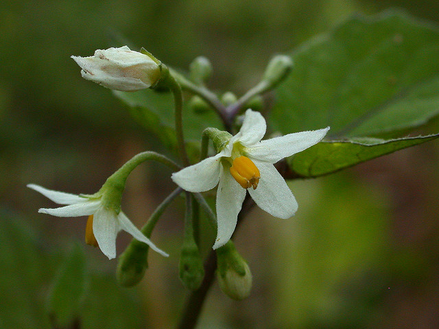 Morelle noire (Solanum nigrum)