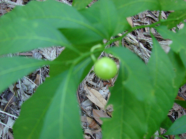 Solanum pseudocapsicum