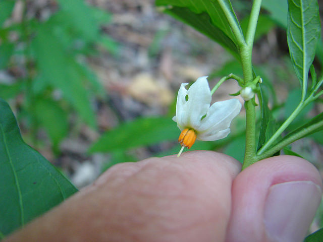 Solanum pseudocapsicum