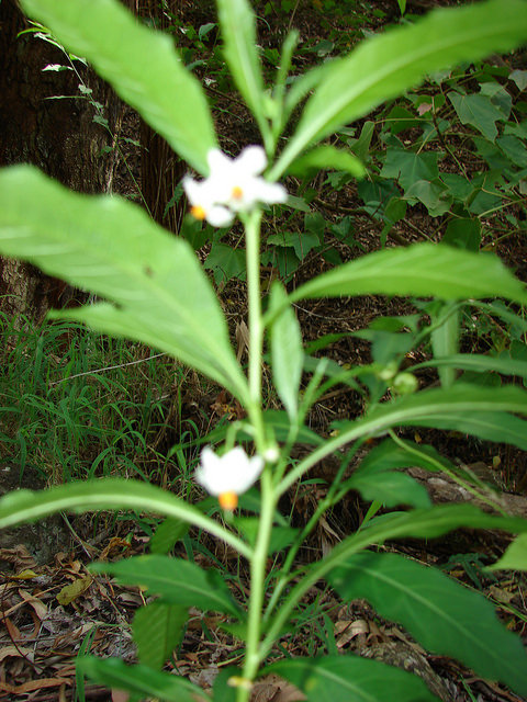 Solanum pseudocapsicum