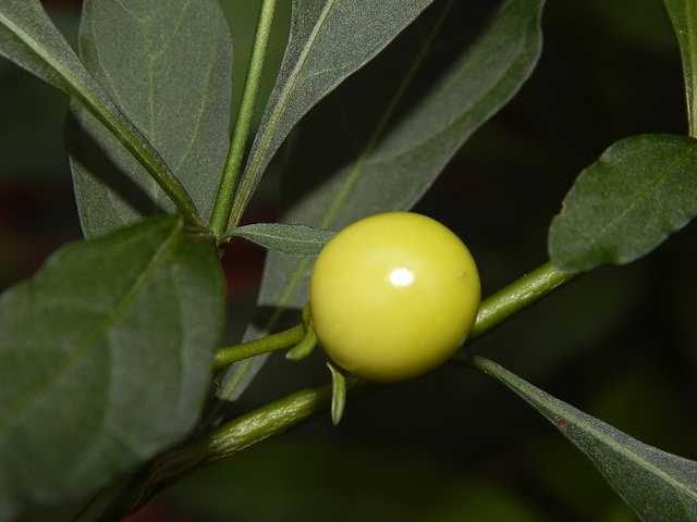 Solanum pseudocapsicum