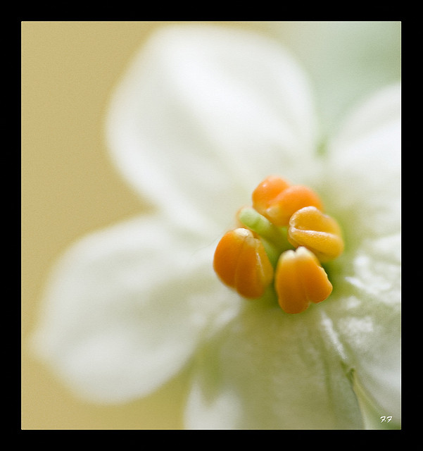 Solanum pseudocapsicum
