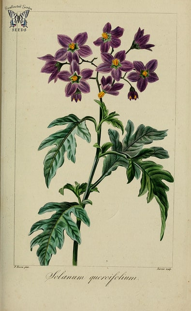 Solanum septemlobum (Solanum septemlobum)