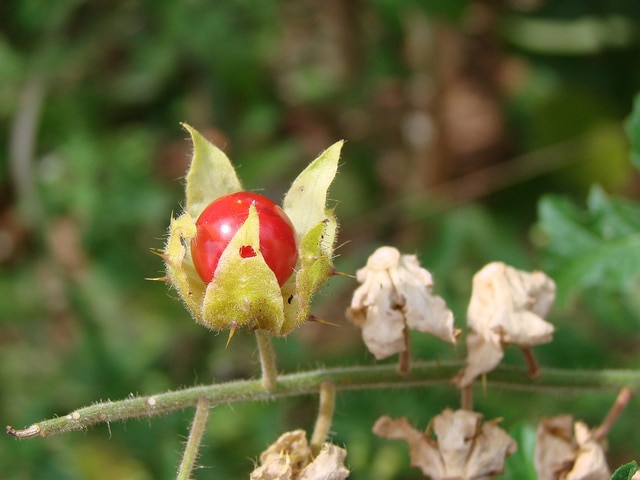Morelle de balbis