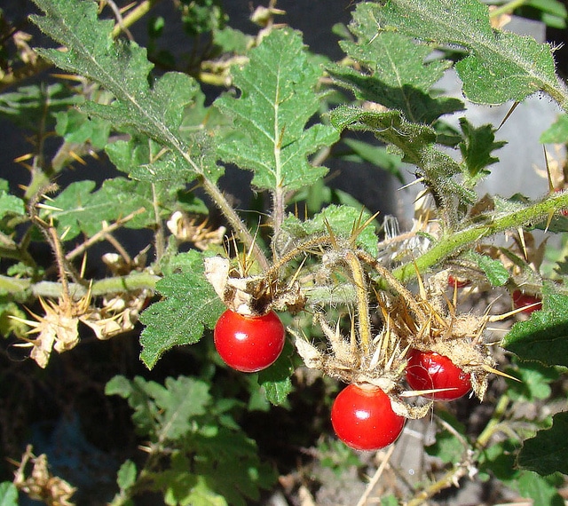 Morelle de balbis (Solanum sisymbriifolium)