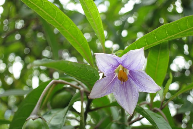Solanum vescum
