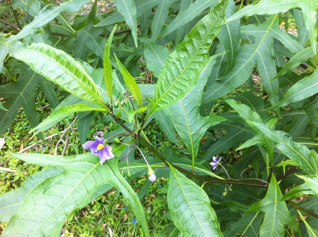 Solanum vescum