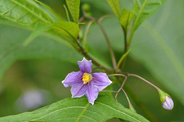Solanum vescum