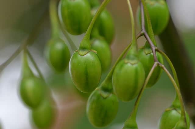 Solanum vescum