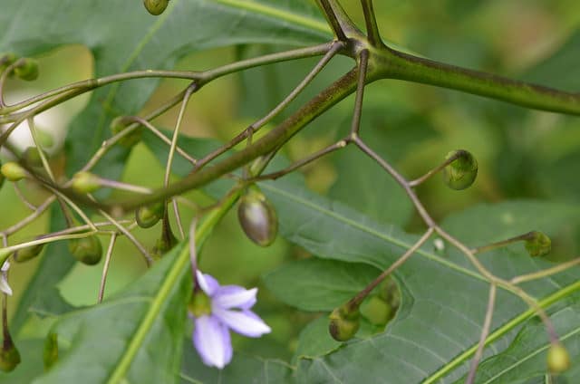 Solanum vescum