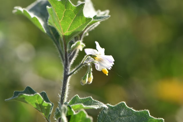 Morelle poilue (Solanum villosum)