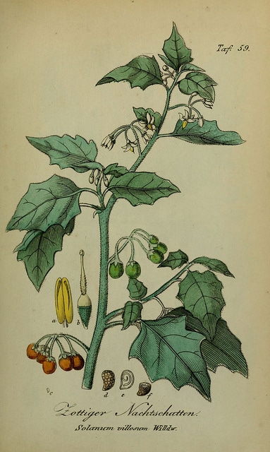 Morelle poilue