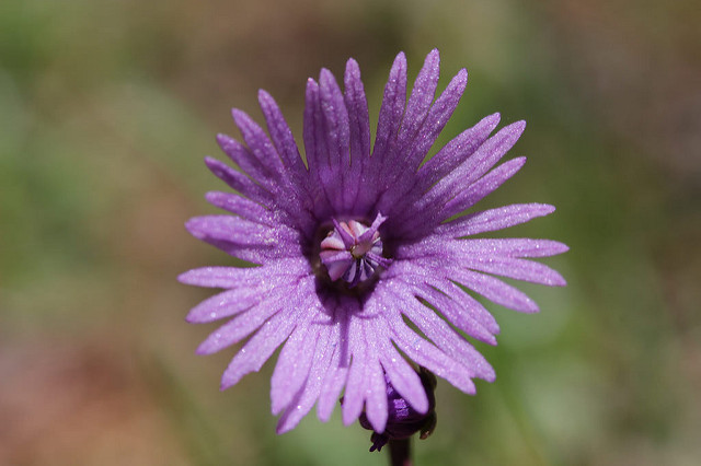 Soldanelle des alpes (Soldanella alpina)