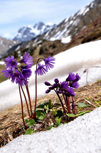 Soldanelle des alpes