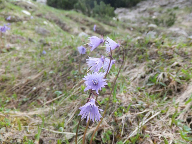Soldanelle des montagnes (Soldanella montana)